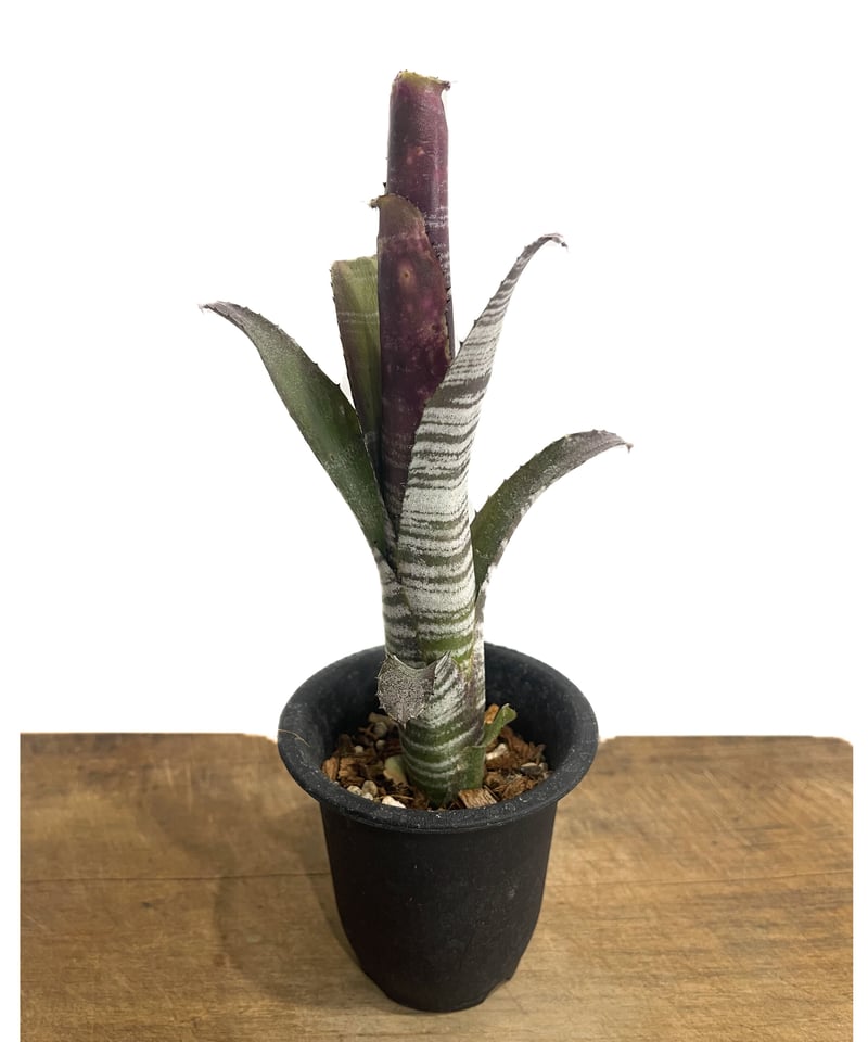 ビルベルギア コラン キャビア「Billbergia Kolan Caviar」3/8-121