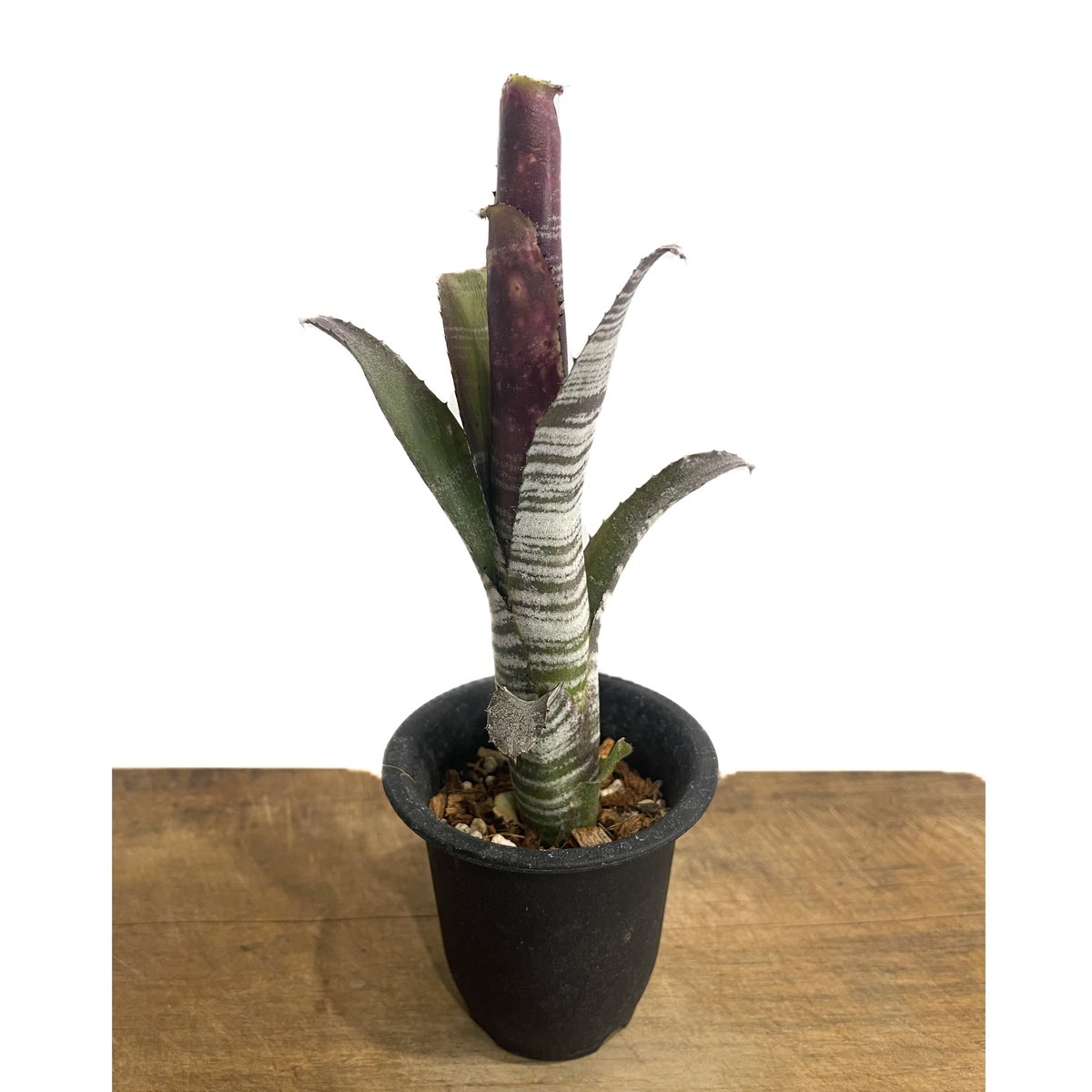 ブロメリア billbergia kolan encore