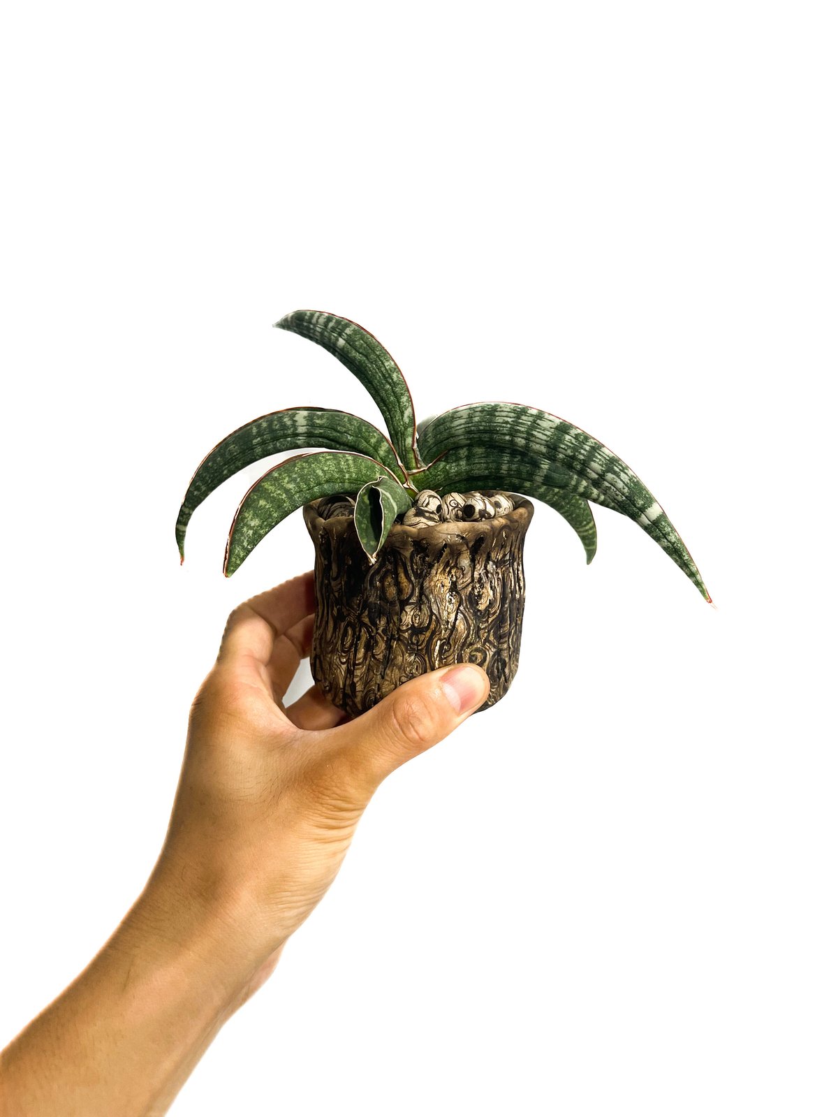 サンセベリア レディーガガ+pmp 「Sansevieria Lady GaGa」6/28-8