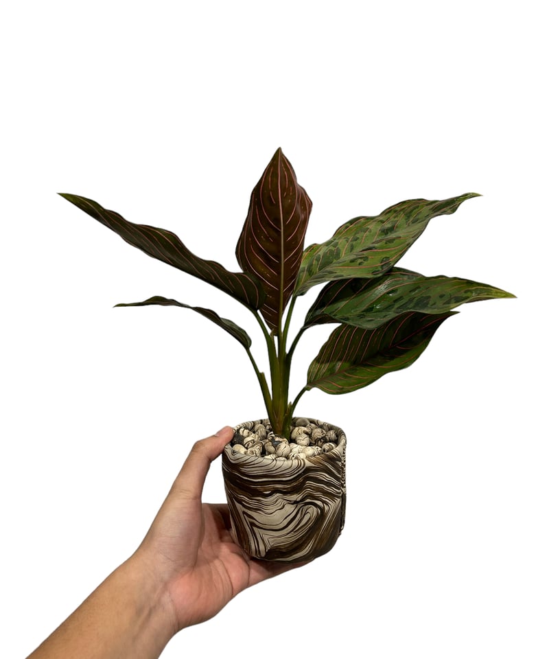 アグラオネマ レッドアーミー+pmp「Aglaonema Red Army」32H | SHO