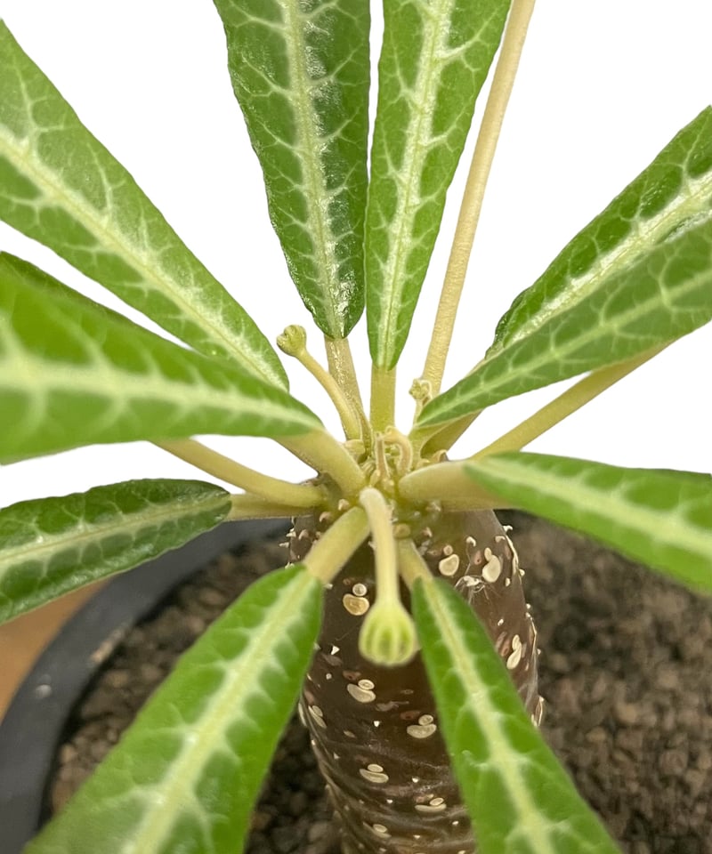 ドルステニア ランキフォリア (実生苗)「 Dorstenia crispa var.lanc