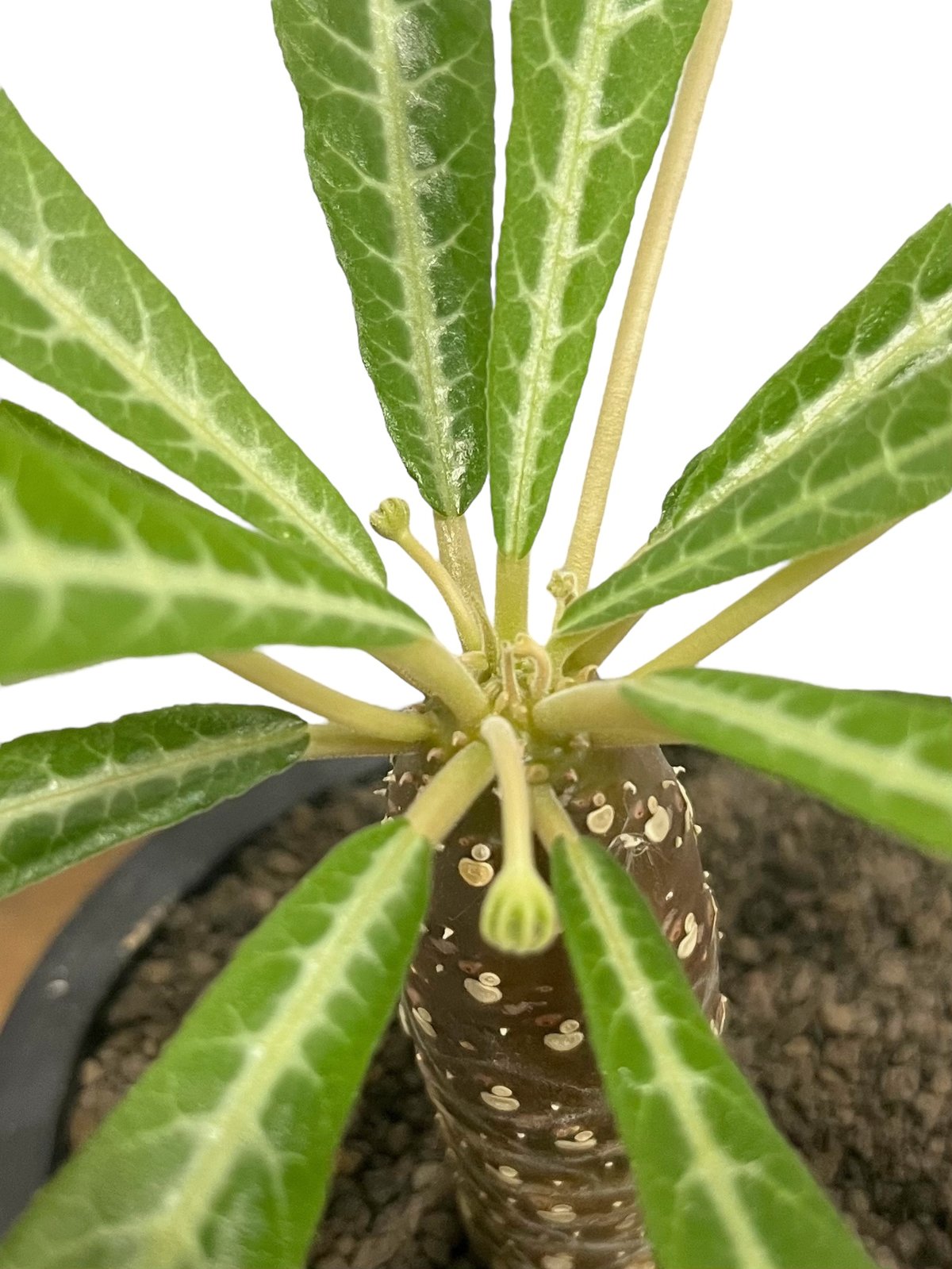 ドルステニア ランキフォリア (実生苗)「 Dorstenia crispa var.lanc ドルステニア ランキフォリア (実生苗)「 Dorstenia crispa var.lanc