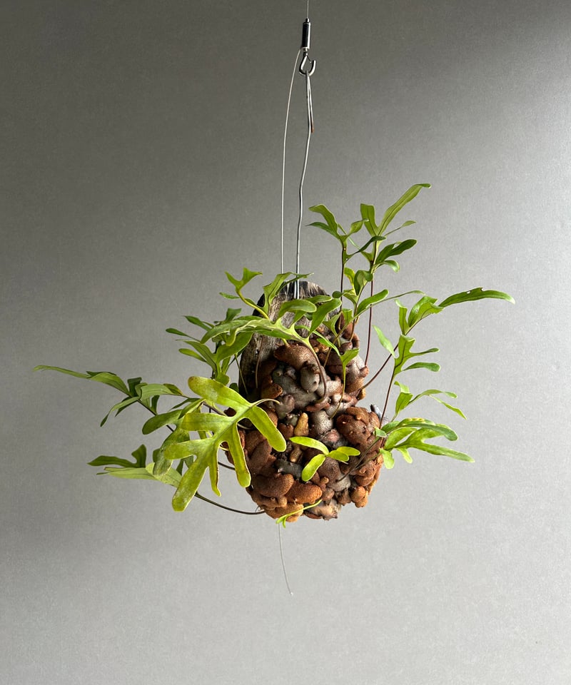 レカノプテリス クルスタセア「Lecanopteris crustacea」62J | SHO