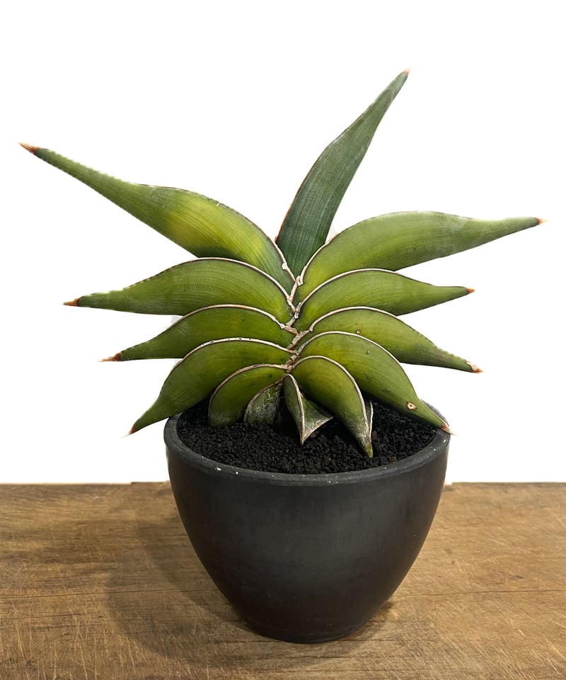 サンセベリア ロリダ 斑入り「Sansevieria rorida var.」6/1-720 ...