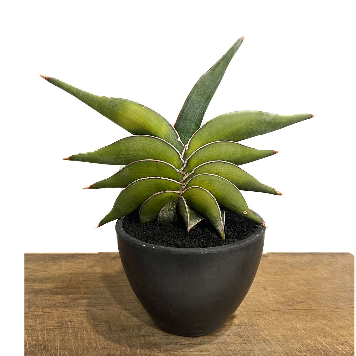 サンセベリア ロリダ 斑入り「Sansevieria rorida var.」6/1-720 ...