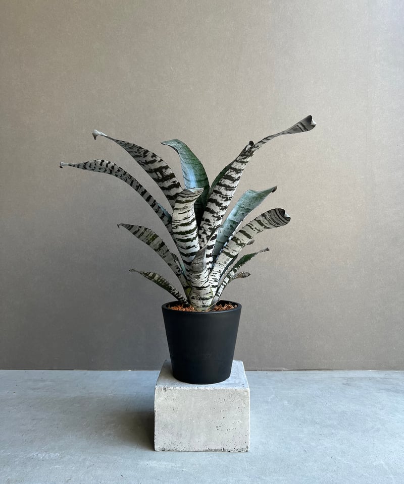 エクメア チャンティニー “ヤングターク” 「Aechmea chantinii “Young