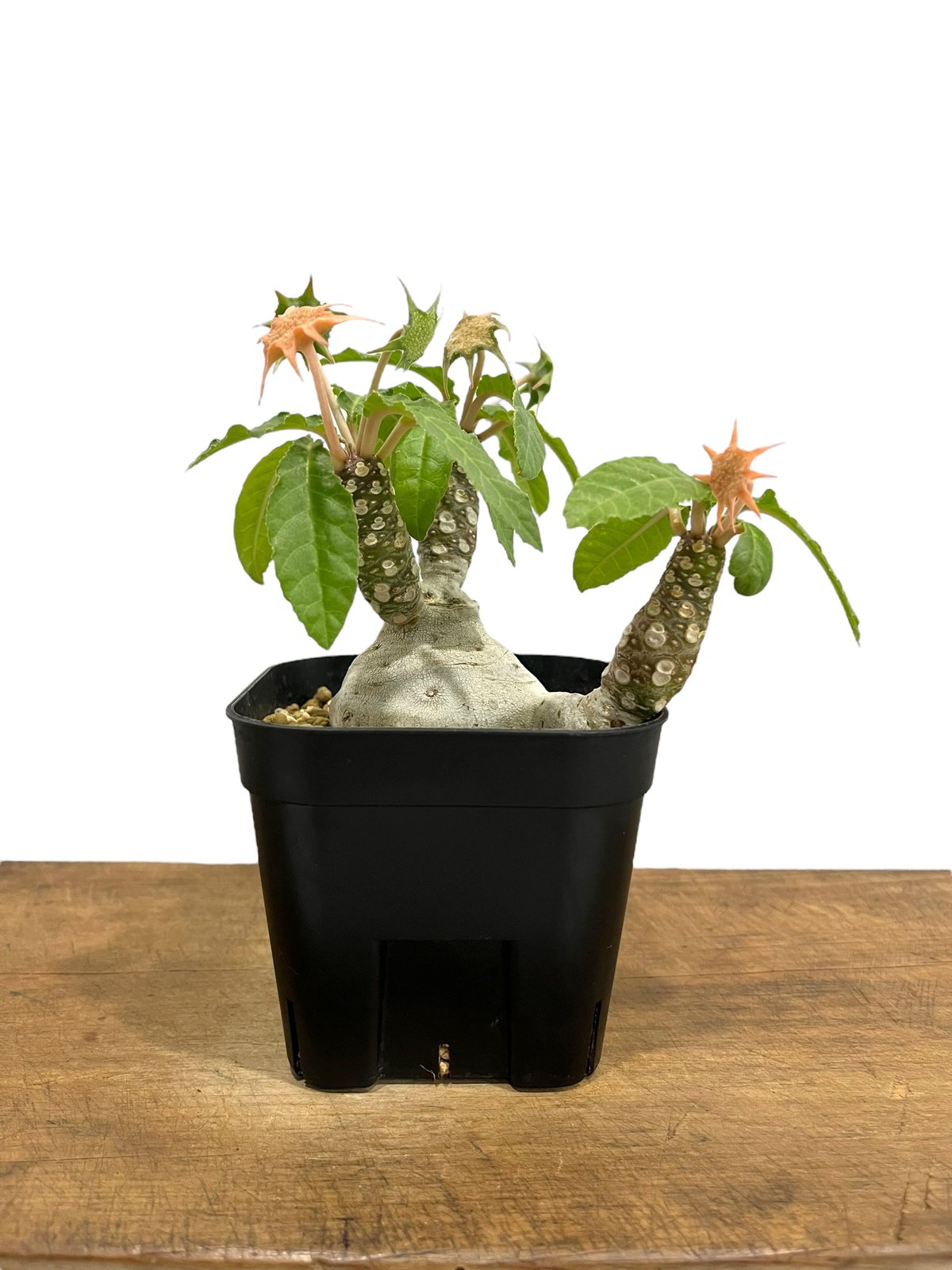 ドルステニア フォエチダ “多頭タイプ” 「Dorstenia foetida」25P | S