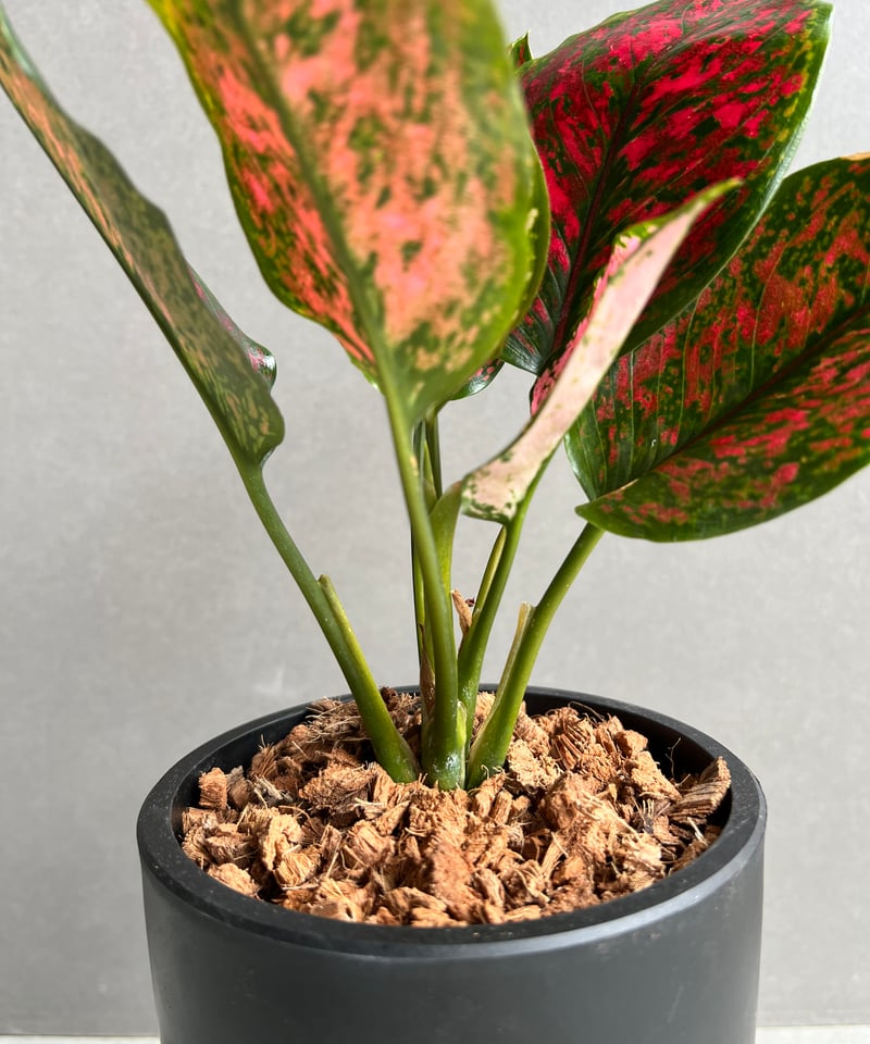 アグラオネマ カンクン 'ブラック' 「Aglaonema Kankun 'Black'」62