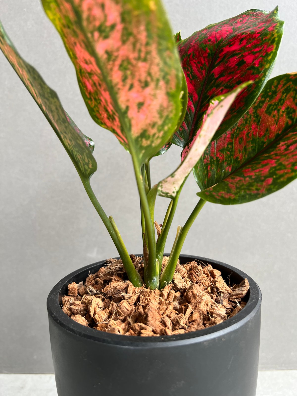 アグラオネマ カンクン 'ブラック' 「Aglaonema Kankun 'Black'」62