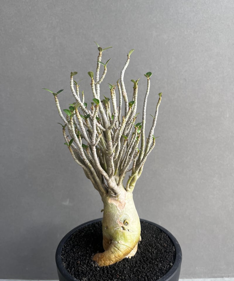 アデニウム オベスム スモールリーフ “選抜個体” 「Adenium obesum