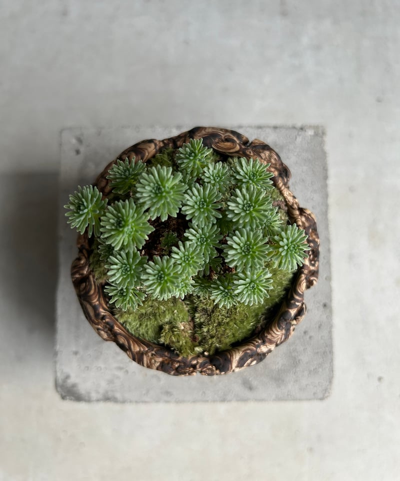 セダム 小松緑(こまつみどり) + plantsmonsters pot「Sedam mult