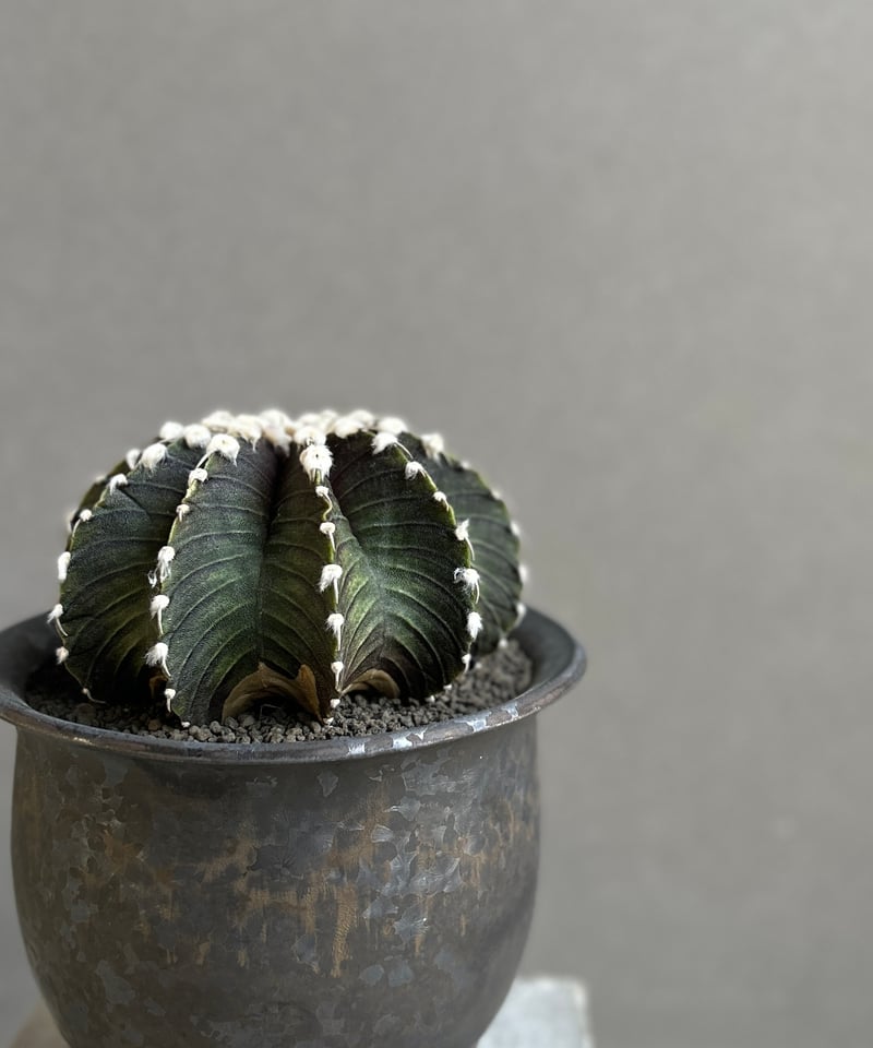 ギムノカリキウム フリードリッヒィ VOS1241 KG “選抜個体”(実生