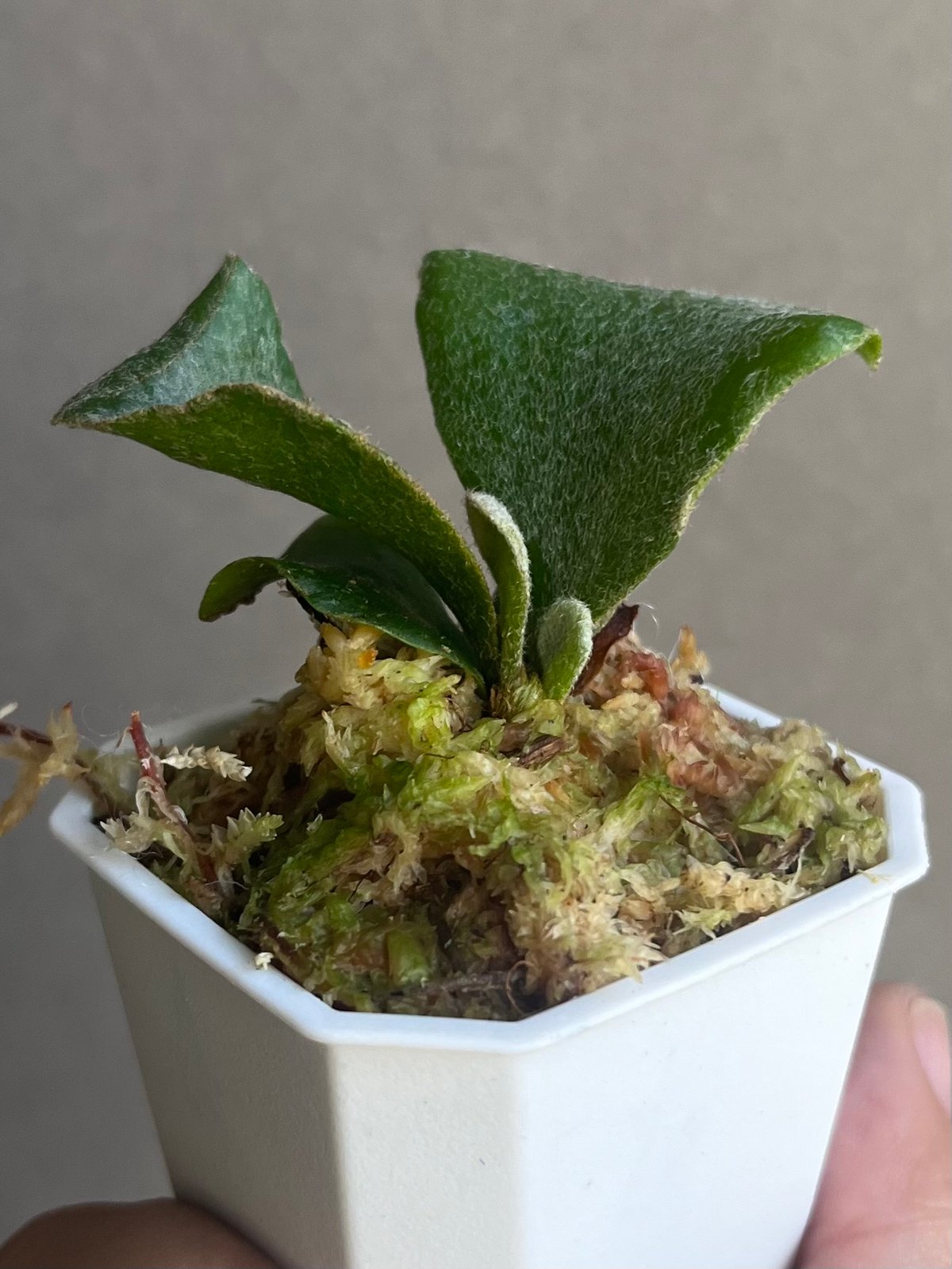 P.willinckii OMG 胞子培養苗 dwarf O.M.G ビカクシダ P.willinckii 