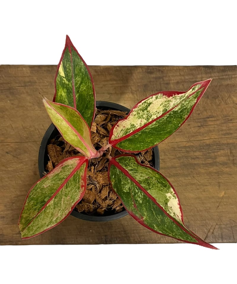 アグラオネマ サイアム オーロラ 斑入 「Aglaonema Siam Aurora Vari