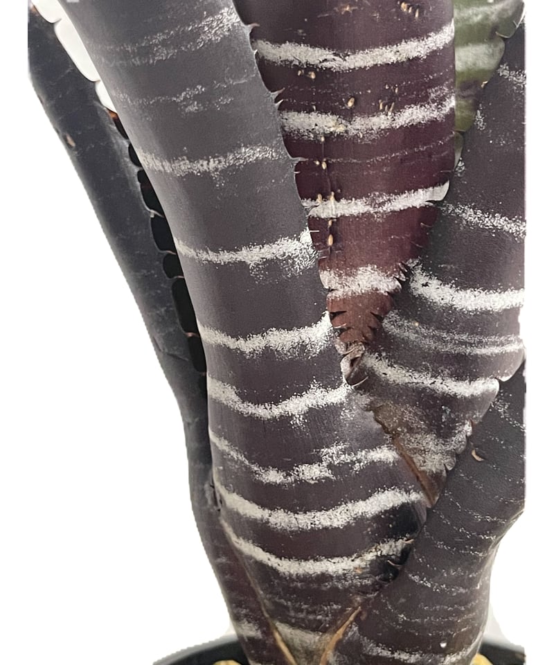 エクメア チャンティニー ブラック「Aechmea chantinii black」7 エクメア チャンティニー ブラック「Aechmea chantinii black」7