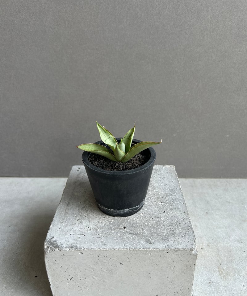 EMP サンセベリア saigon サイゴン / SA353 EMP サンセベリア saigon サイゴン / SA353