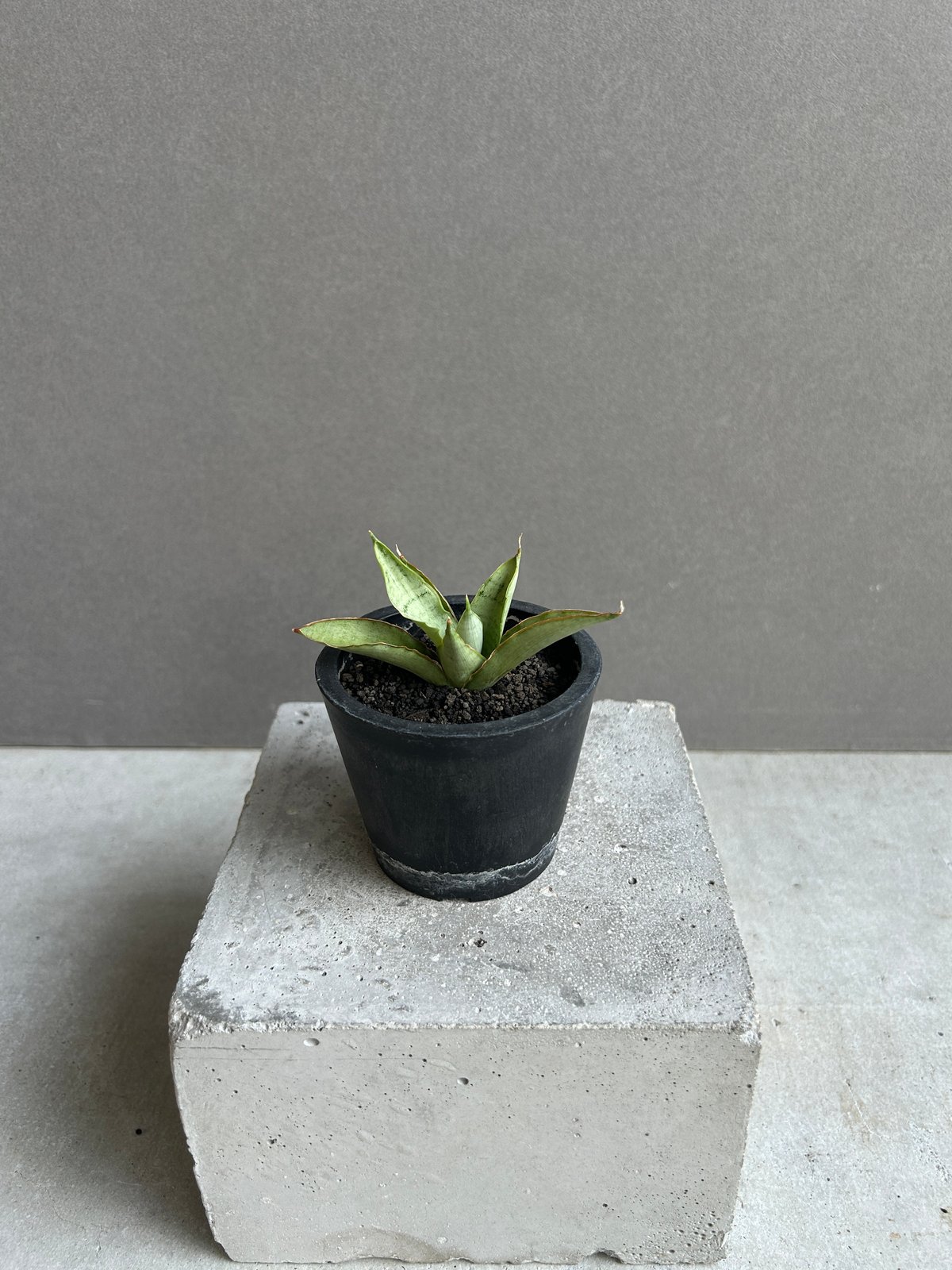 サンセベリア サイゴン 「Sansevieria Saigon (by Unyamanee