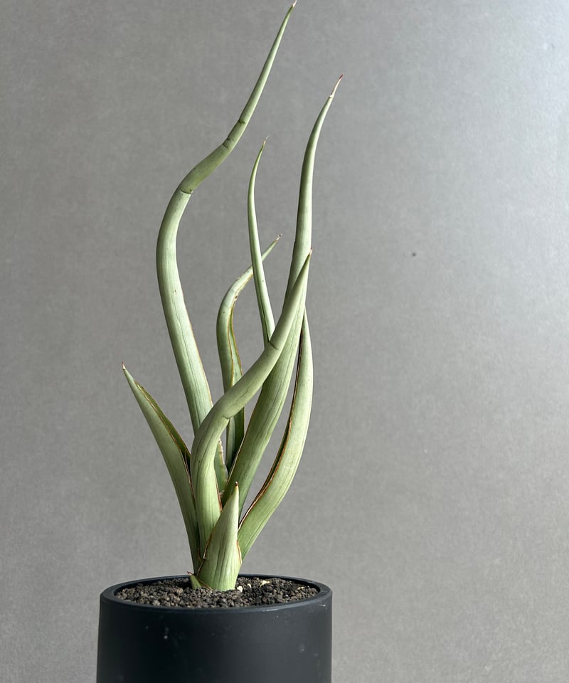 サンセベリア シルバー スパイラル「Sansevieria Silver Spiral (b