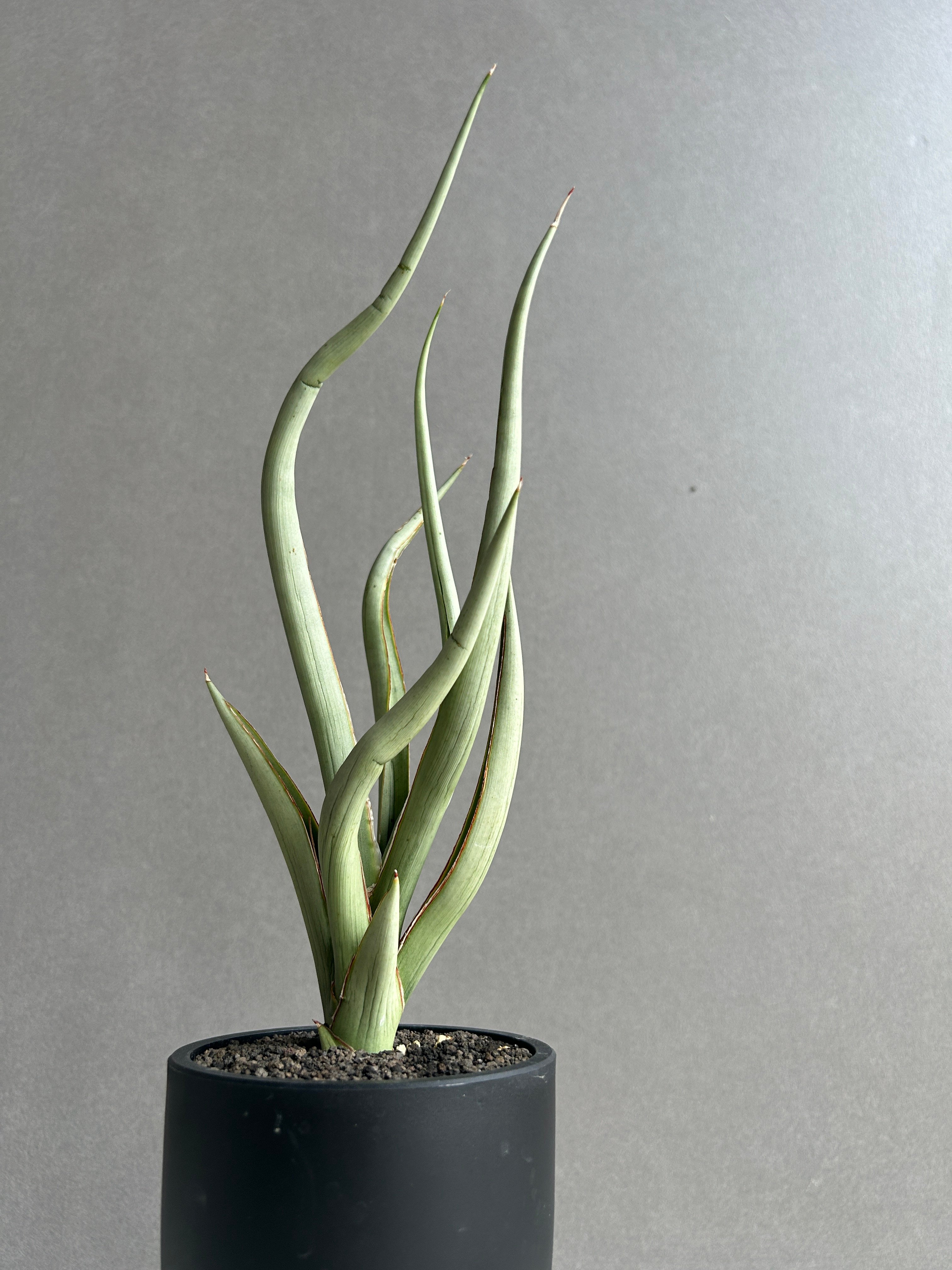 サンセベリア シルバー スパイラル「Sansevieria Silver Spiral (b