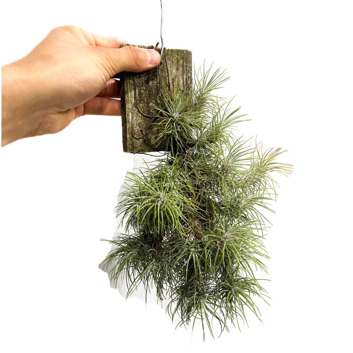 ティランジア フンキアナ レクルビフォリア「Tillandsia funckiana var