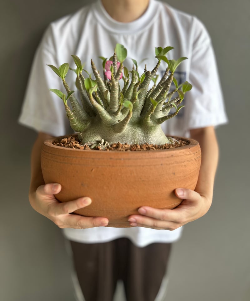 アデニウム　アラビカム アデニウム アラビカム スーパードワーフ “選抜個体” 「Adenium