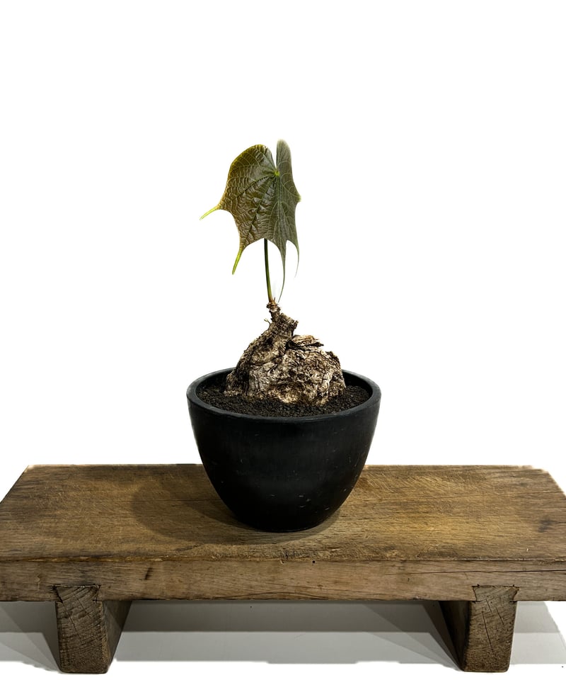 フィルミアナ・コロラータ 3.5号 塊根植物 コーデックス 観葉植物