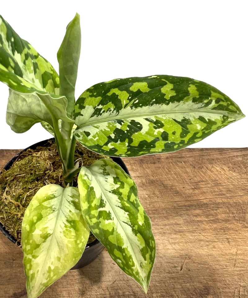 アグラオネマ ピクタム トリカラー「Aglaonema pictum tricolor」79J