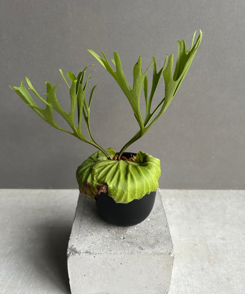 ビカクシダ リドレイ “パカラン”「Platycerium ridleyi “Pakarang