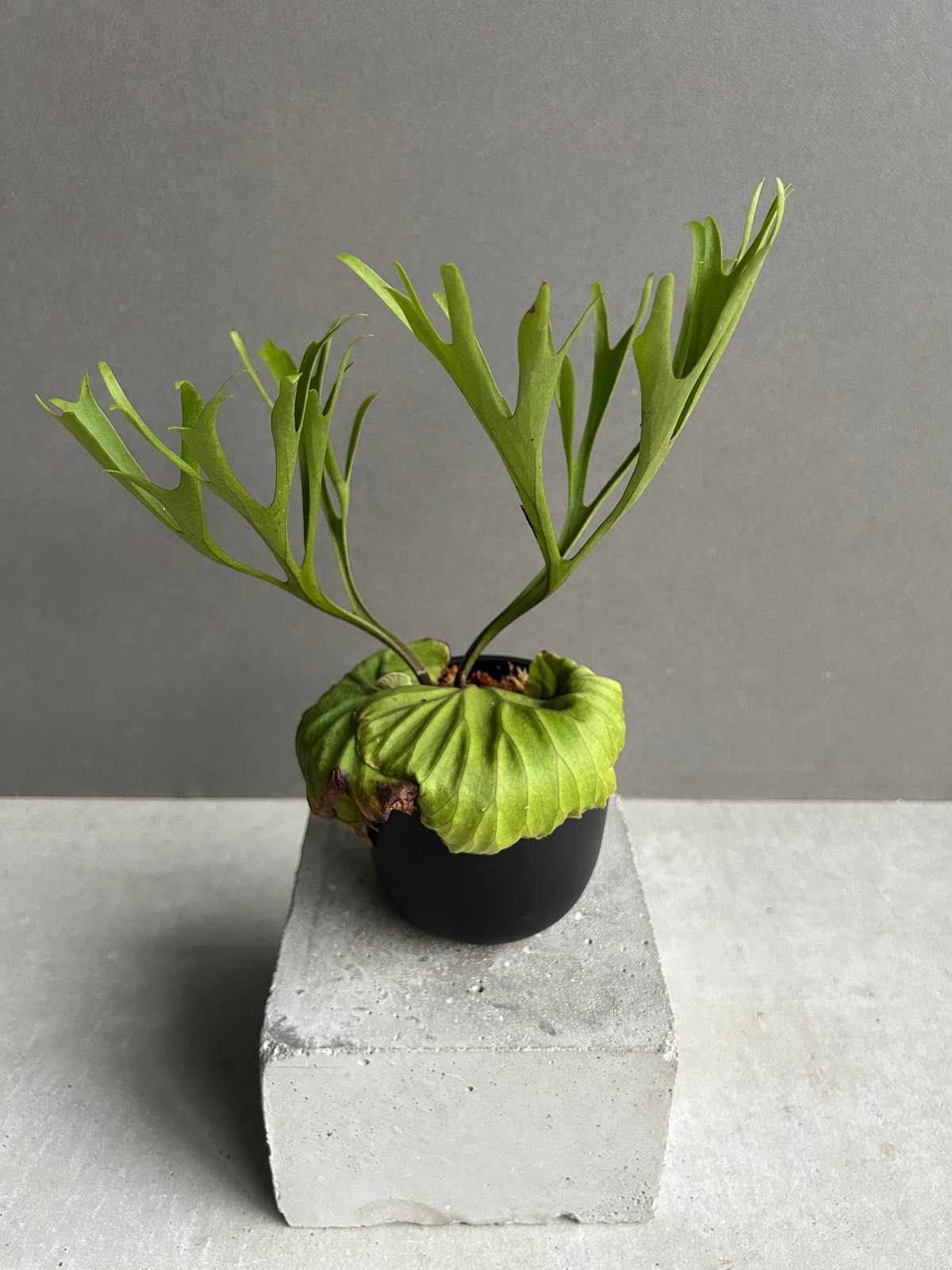 た*や様 ビカクシダ　リドレイ　パカラン　スポア ビカクシダ リドレイ “パカラン”「Platycerium ridleyi “Pakarang