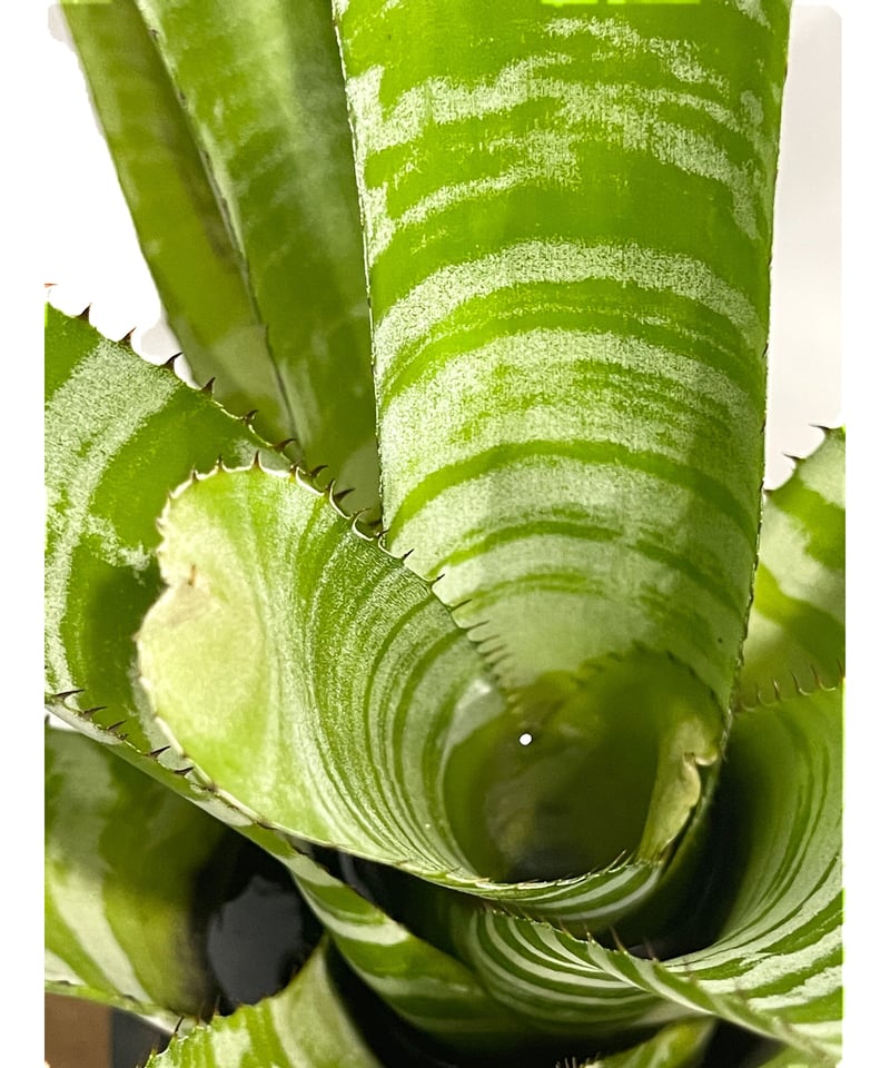 Aechmea chantinii Hybrid〔エクメア〕現品発送A0145 Aechmea chantinii Hybrid【artPLANTs】 エクメア/タンク