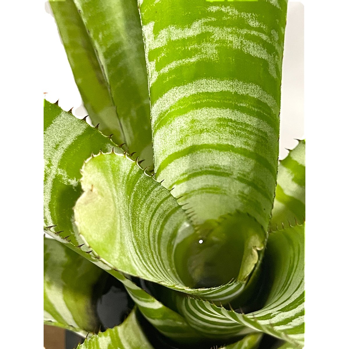 Aechmea chantinii Hybrid〔エクメア〕現品発送A0145 Aechmea chantinii Hybrid〔エクメア〕現品発送A0145 - メルカリ