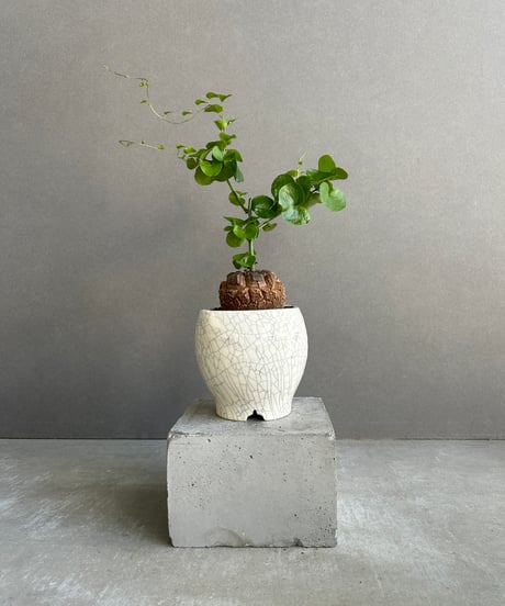 塊根植物・コーデックス airboze19 塊根植物（コーデックス）の通販