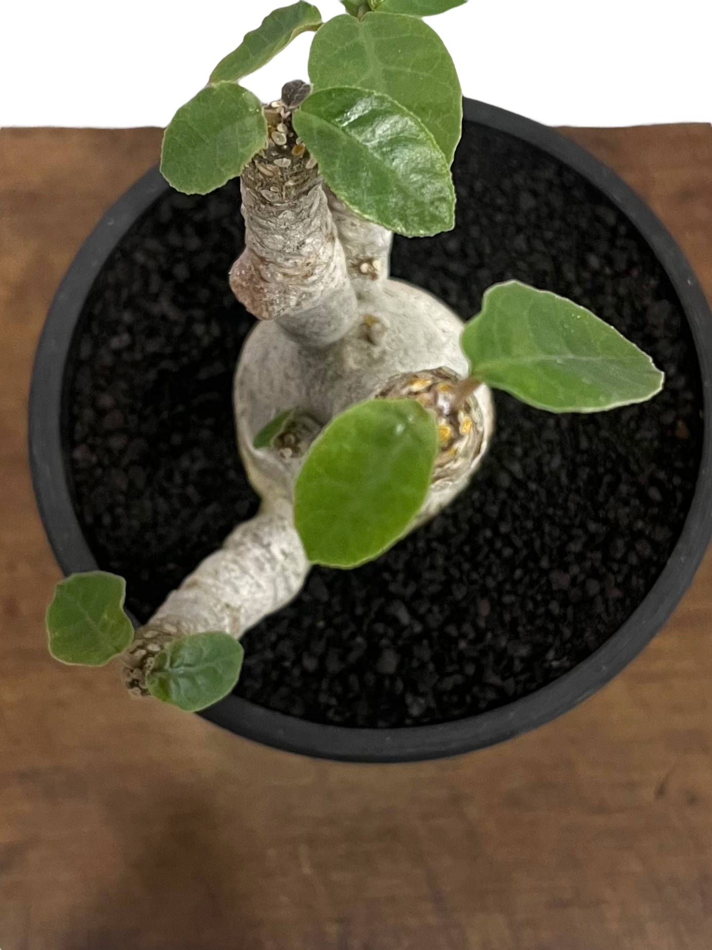 ドルステニア フォエチダ “多頭タイプ” 「Dorstenia foetida 」89U |