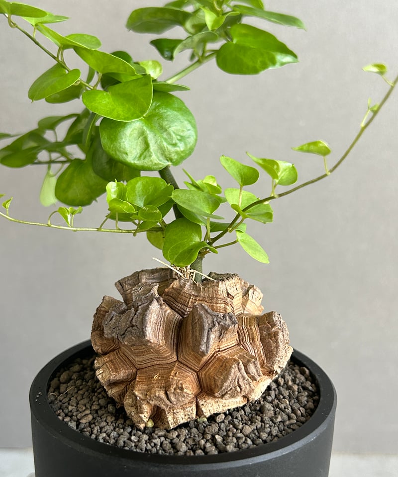 【新品未使用】OZWRT Spirit of Dioscorea 亀甲竜 精霊 はせがわナーセリー×OZWRT 亀甲竜 フィギュア - メルカリ