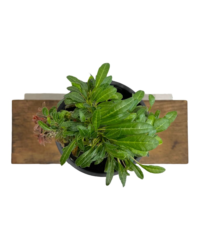 ドルステニア ラブラニー x フォエチダ 綴化「Dorstenia lavrani x foe