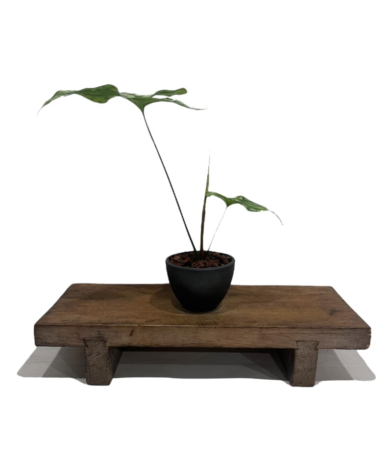 セルセスティス ミラビリス (N.E.Br) ボグナー 「Cercestis mirabili