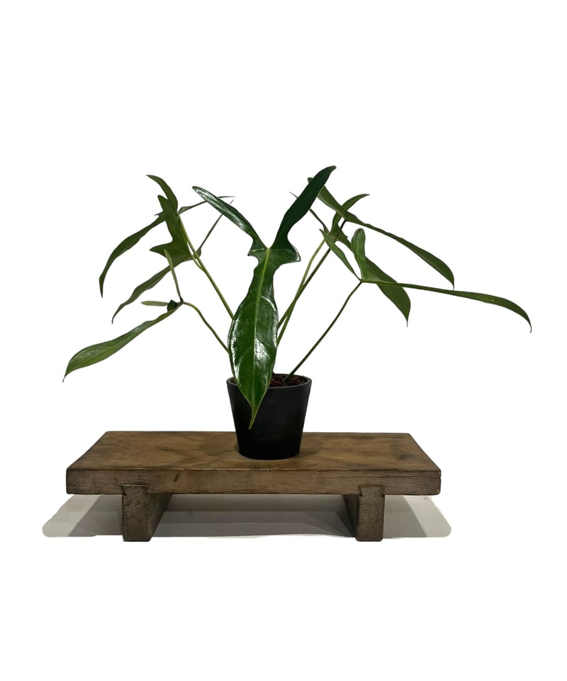 フィロデンドロン ロンギロバトム 'レラノ ミヤノ' 「Philodendron