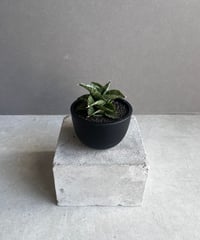 サンセベリア スリ パトゥム「Sansevieria Sri Pattum 」207-1 |