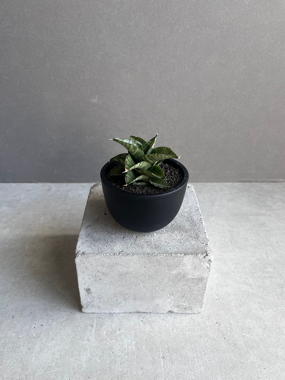 サンセベリア スサノオ 「Sansevieria Susano 'O' (by Unyaman