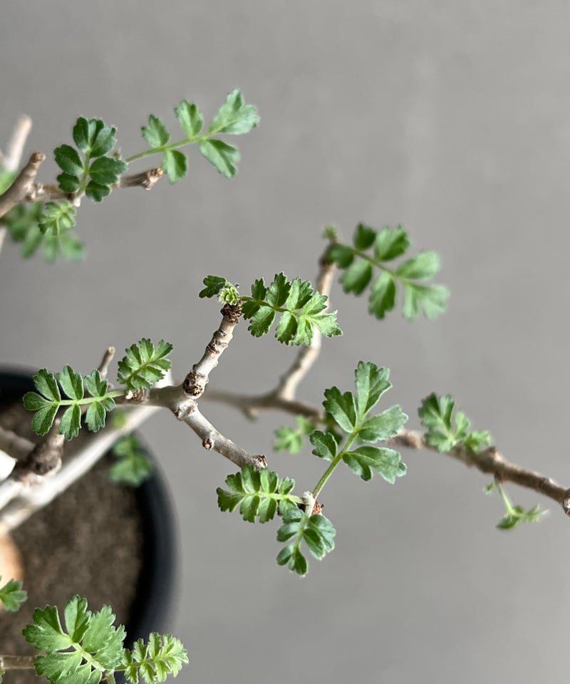 パキコルムス ディスカラー “象の木” (実生苗) 「Pachycormus discolor