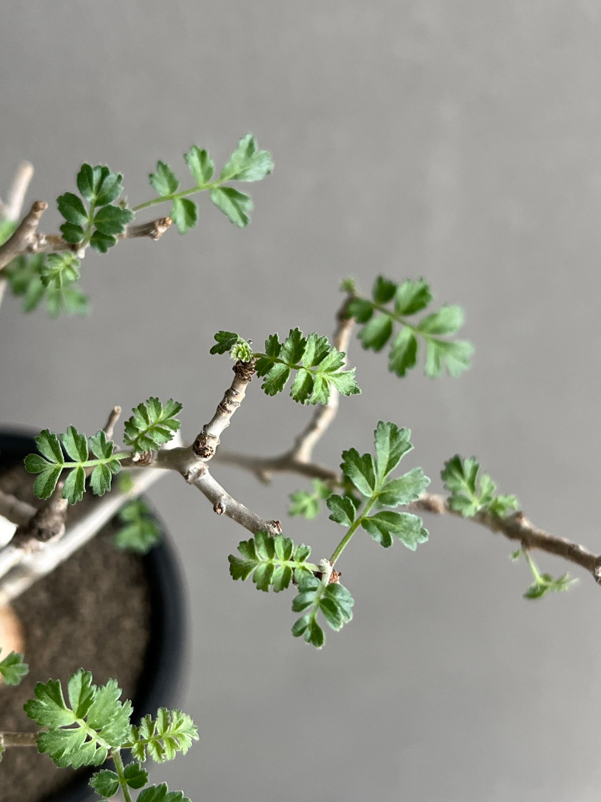 パキコルムス ディスカラー “象の木” (実生苗) 「Pachycormus discolor