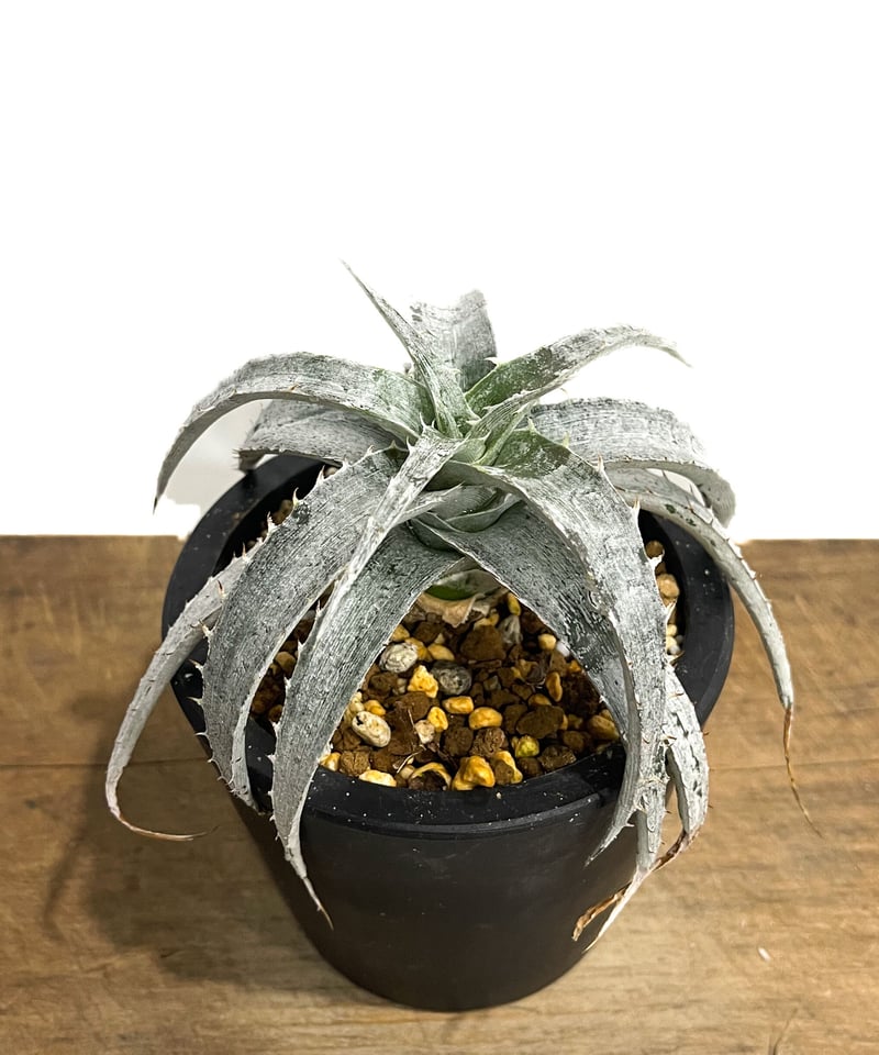 Dyckia Saratoga ディッキア Dyckia Saratoga ディッキア