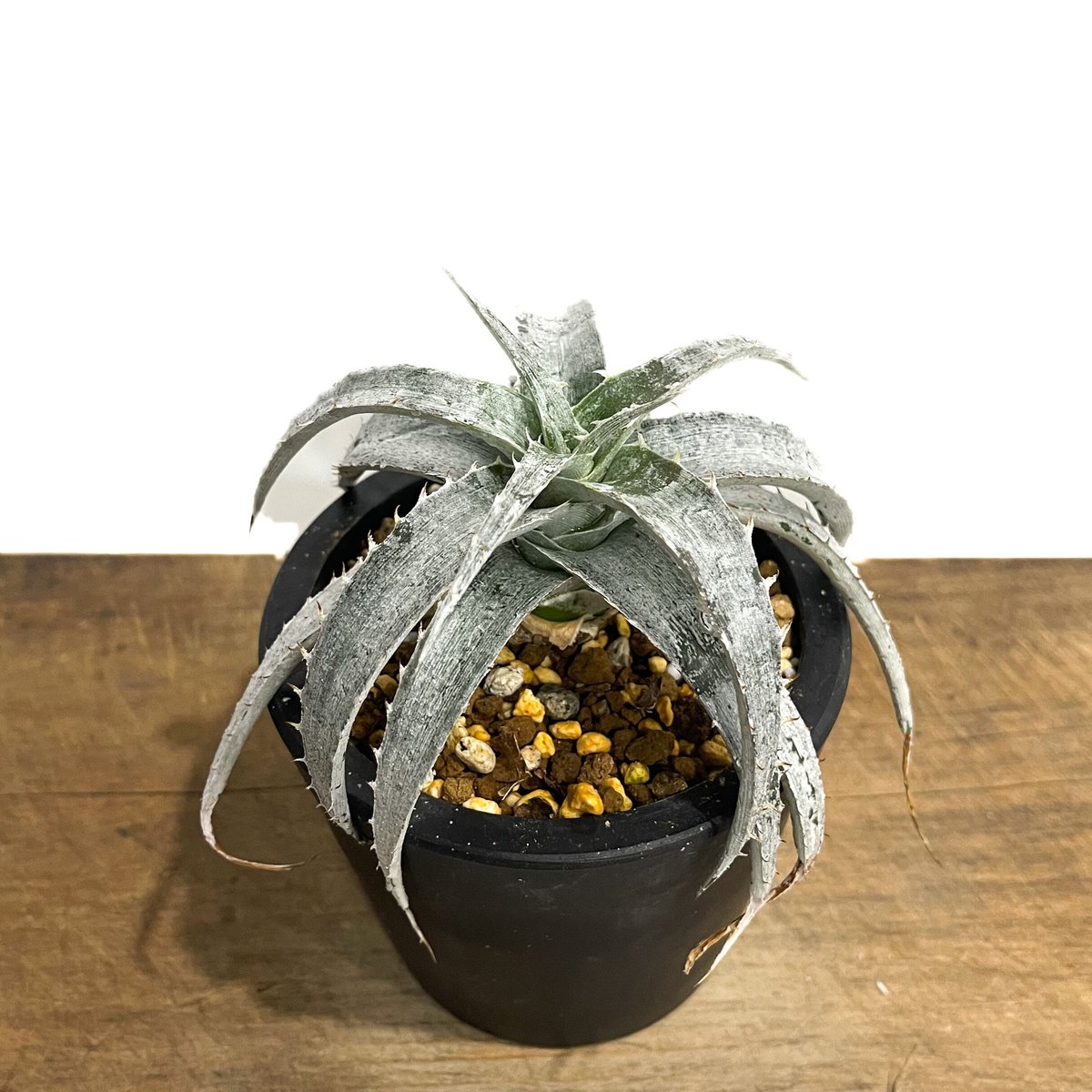 ディッキア ブラウニー 輸入個体 Dyckia braunii Rauh 子株