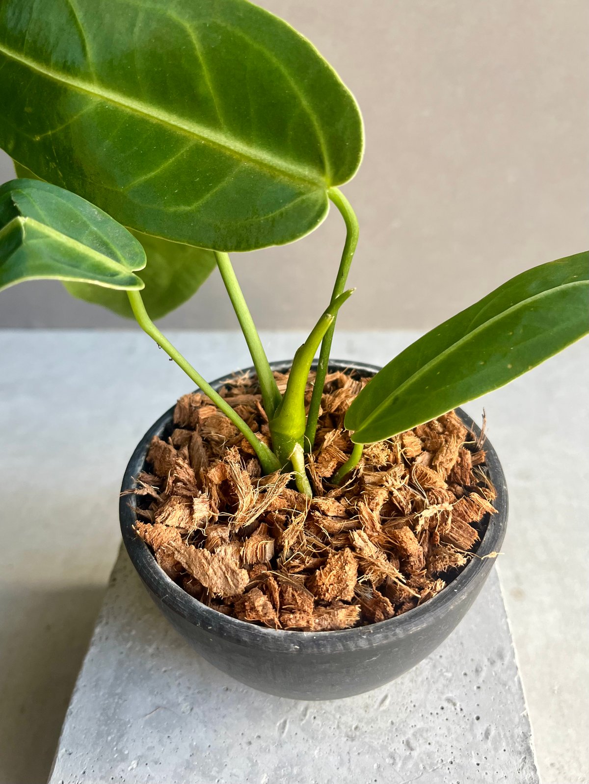 アンスリウム ワロクアナム ダーク&ナロー フォーム 「Anthurium