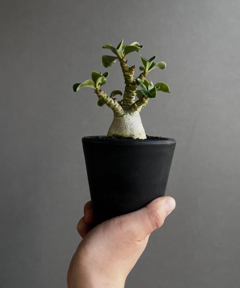 アデニウム D.H.A (獅子葉) “選抜個体” 「Adenium D.H.A (Dorset アデニウム D.H.A (獅子葉) “選抜個体” 「Adenium D.H.A (Dorset