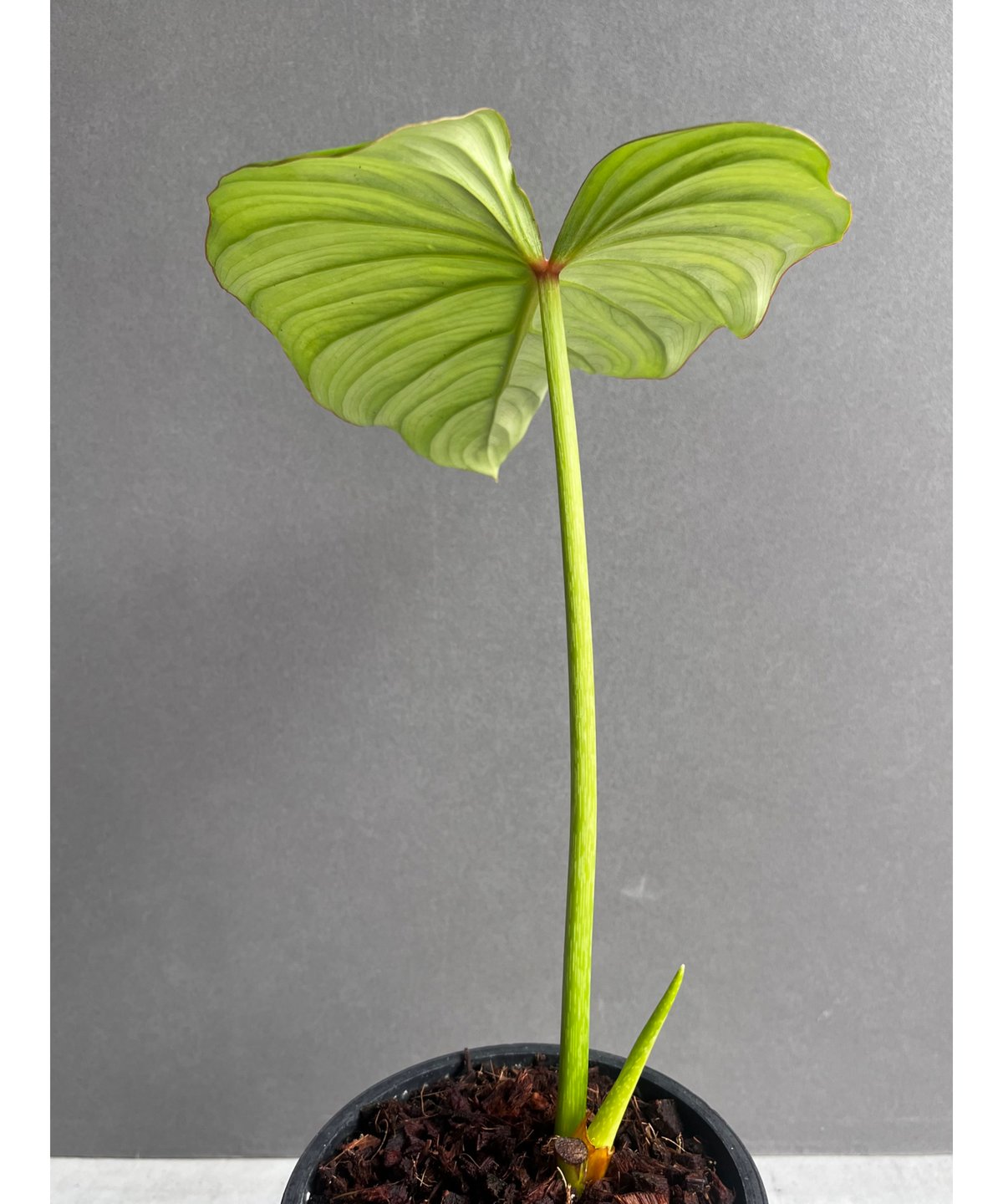 フィロデンドロン ペルタツム 「Philodendron peltatum」24Z | SHO