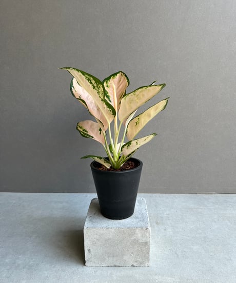 超希少❗️アグラオネマゴールデンドラゴン新芽付✨️ 観葉植物 アグラオネマ ゴールデンドラゴン 3.5号スリット鉢