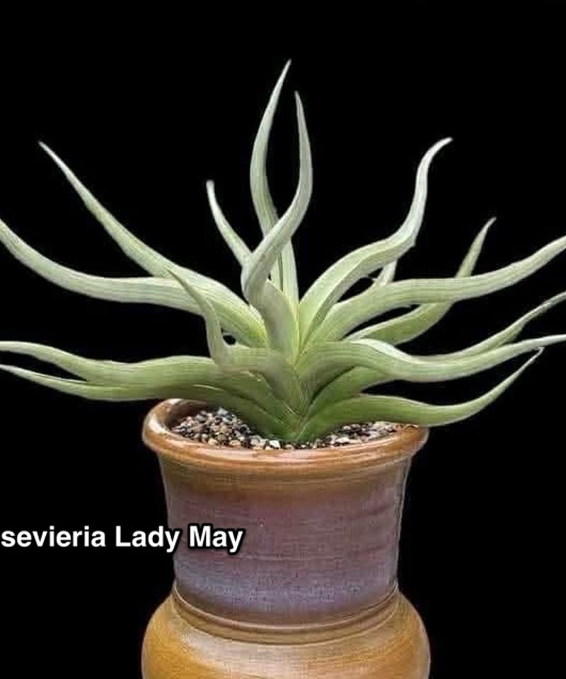 サンセベリア レディ メイ「Sansevieria Lady May」99I | SHOUCH