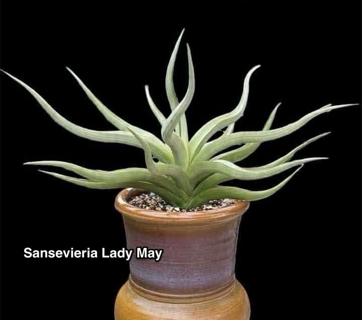 EMP サンセベリア lady may レディメイ/ SA416 fit=scale-down,w=1200
