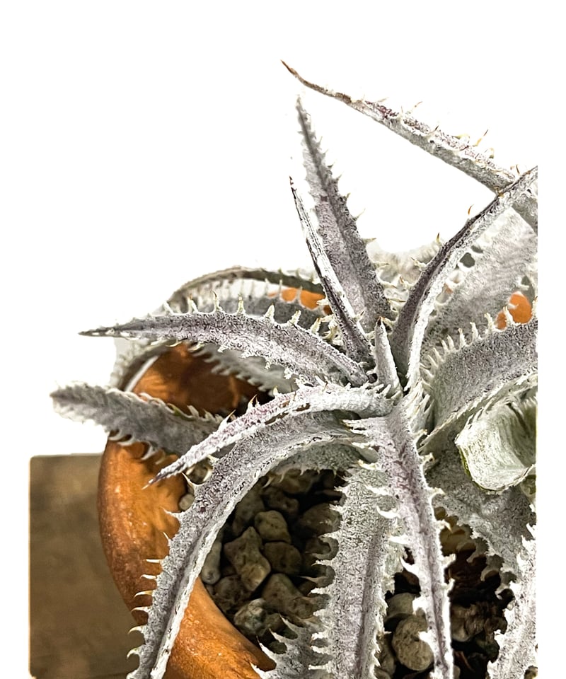 ディッキア ハイブリッド 「Dyckia Hybrid」18E-2 | SHOUCHIKUEN
